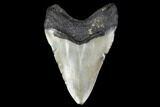 Fossil Megalodon Tooth - North Carolina #119426-2